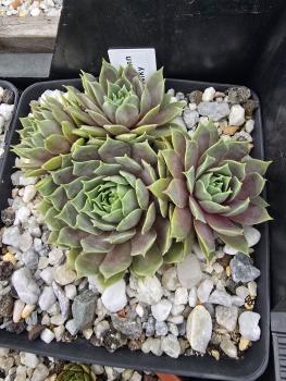 Preview: Andinn Niky