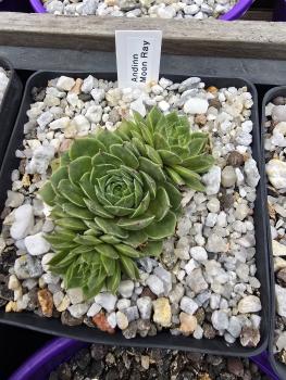 Preview: Andinn Moon Ray