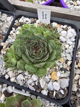 Preview: Andinn Xena