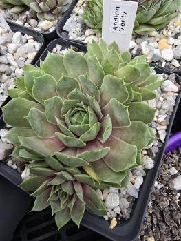 Preview: Andinn Verity