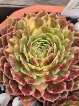 Preview: Citrus Sunrise