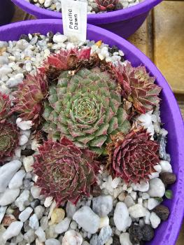 Preview: Pacific Dawn