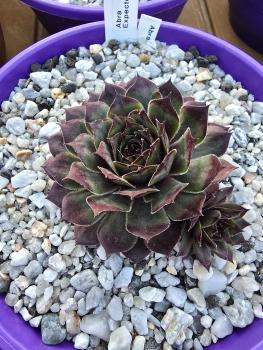 Preview: Abra-Expecto