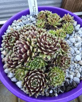 Preview: Pacific Hazy Embers