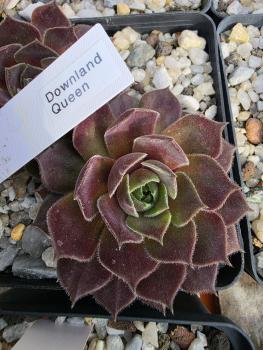 Preview: Downland Queen