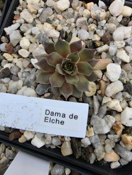 Dama de Elche