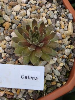 Calima