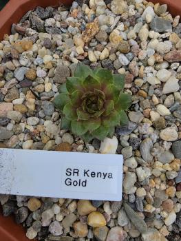 SR Kenya Gold