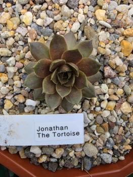 Jonathan The Tortoise