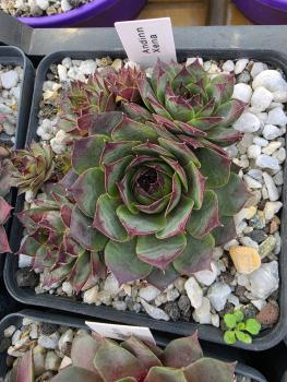 Preview: Andinn Xena