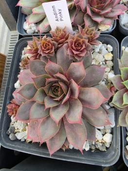 Preview: Andinn Pinky