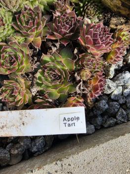 Apple Tart