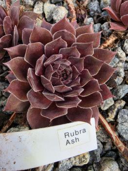 Rubra Ash