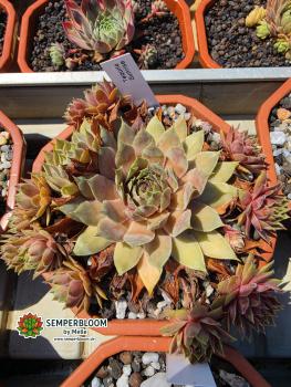 Preview: Tequila Sunrise