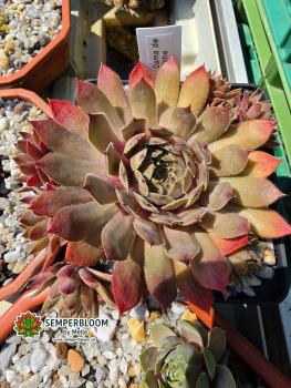 Dama de Elche