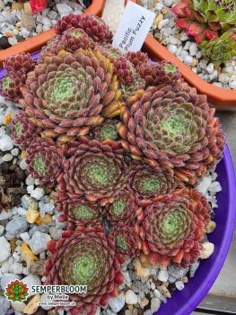 Preview: Pacific Plum Fuzzy