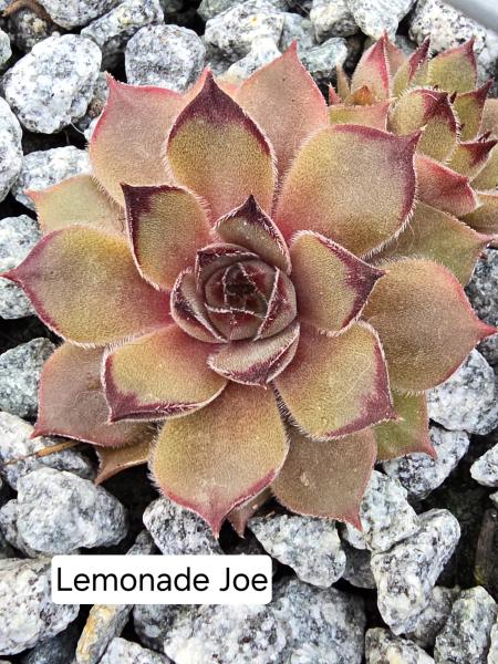 Lemonade Joe