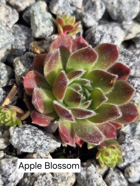 Apple Blossom