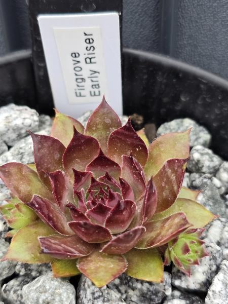 Firgrove Early Riser