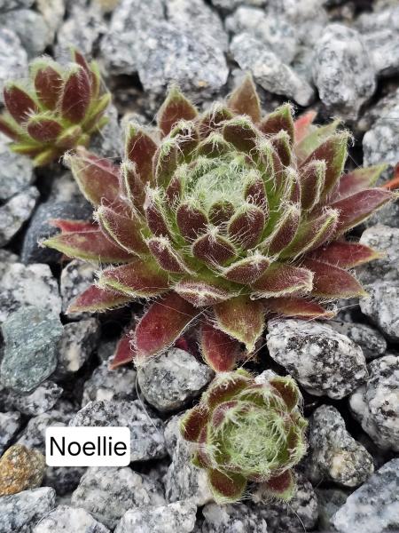 Noellie