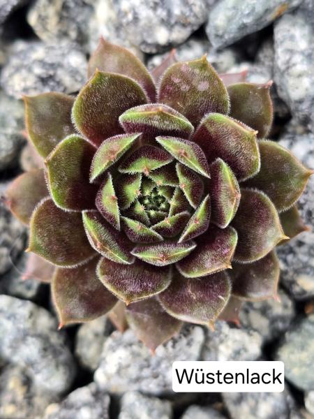 Wüstenlack