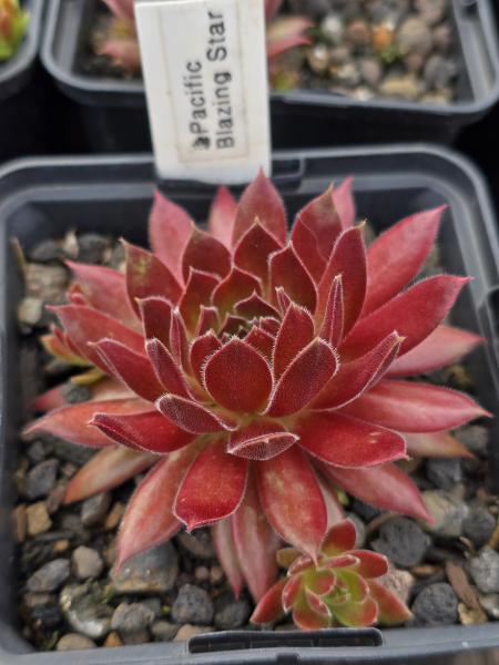 Pacific Evening Star