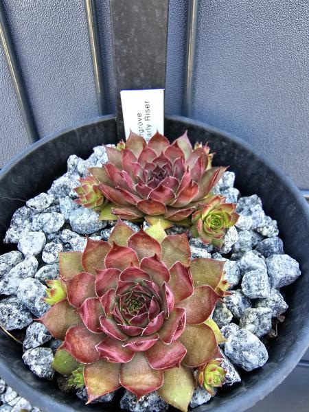 Firgrove Early Riser