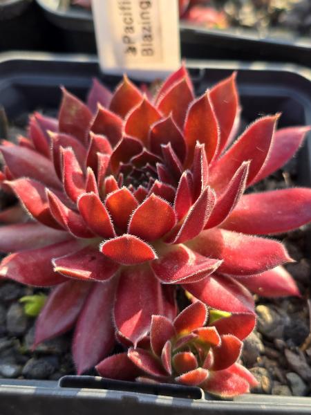 Pacific Blazing Star