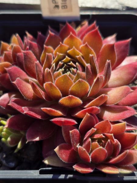 Pacific Blazing Star