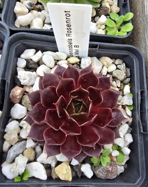 Rosenzobels Rosenrot