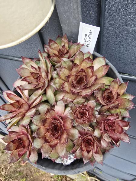 Firgrove Early Riser