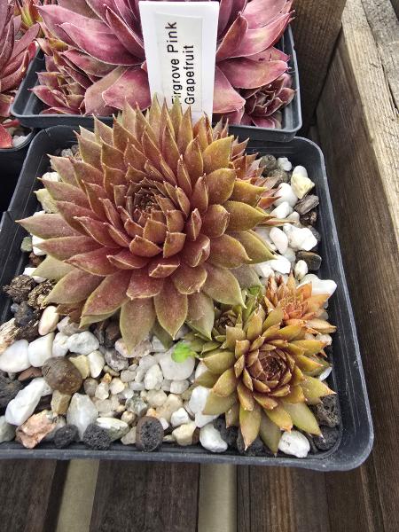 Firgrove Pink Grapefruit