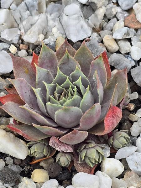 Andinn Majestic Gray