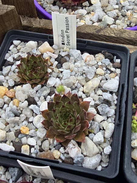 Andinn Secret Passion