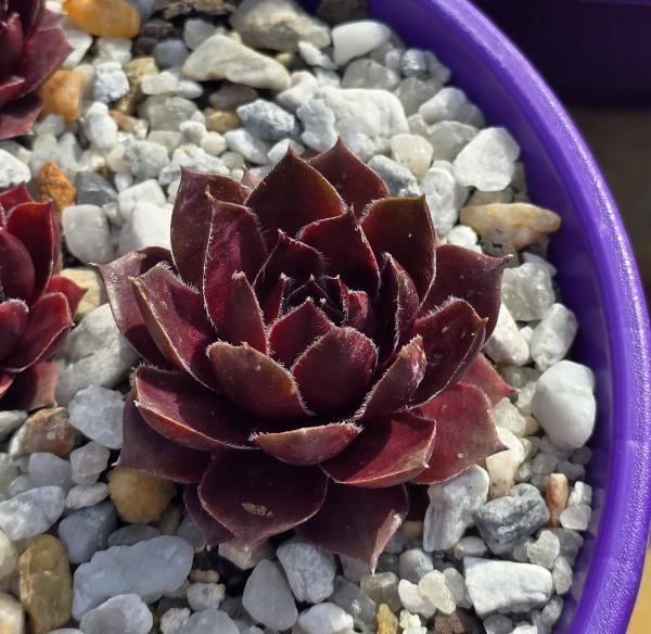 Pacific Green Sleeves