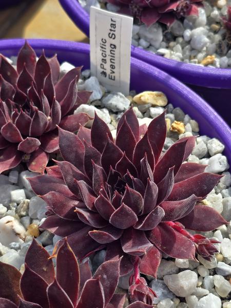 Pacific Evening Star