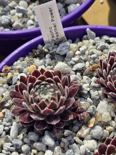 Pacific Feather Power