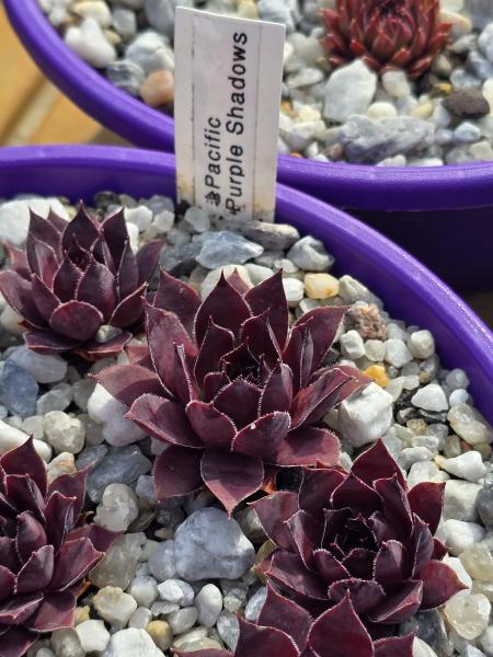 Pacific Purple Shadows