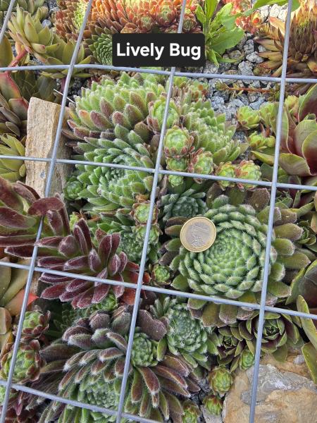 Lively Bug