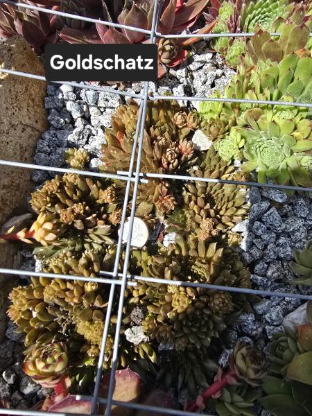 Goldschatz