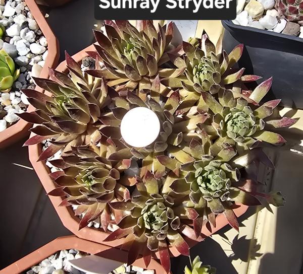 Sunray Stryder