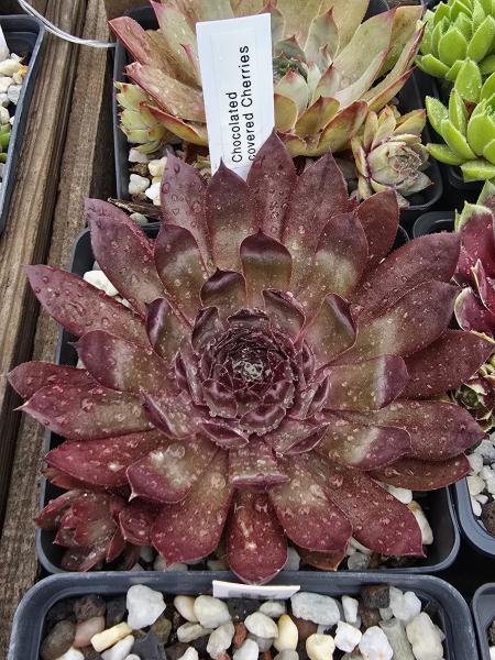 Chocolate covered Cherries