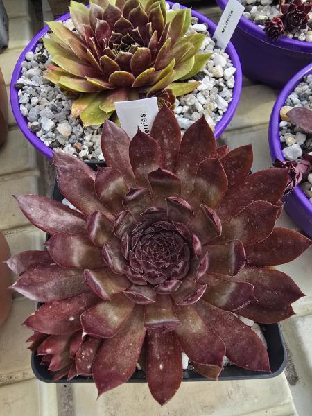 Chocolate covered Cherries