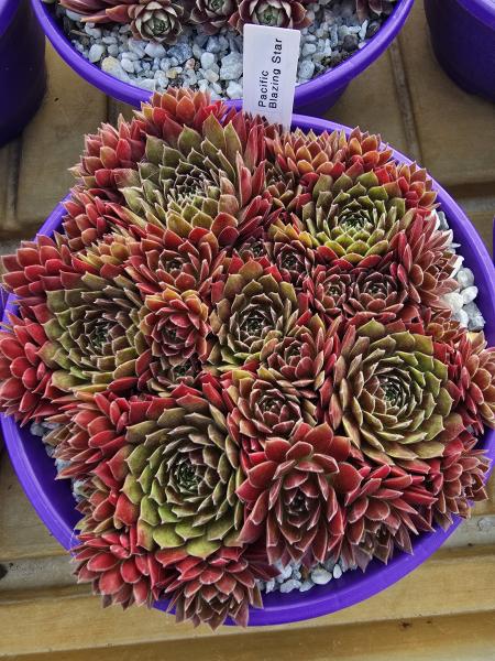 Pacific Blazing Star