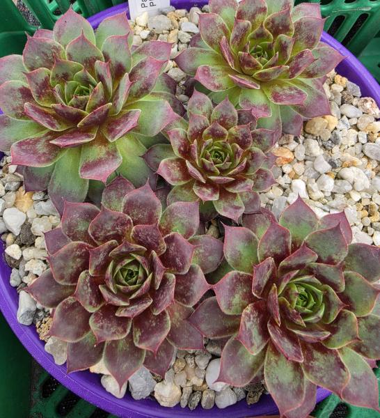 Pacific Phoenix Fire