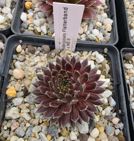 Rosenzobels Flatterband