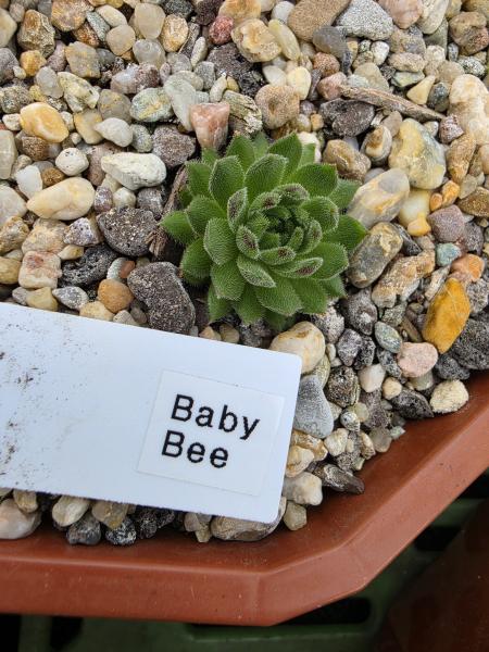 Baby Bee
