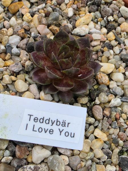 Teddybär I Love You