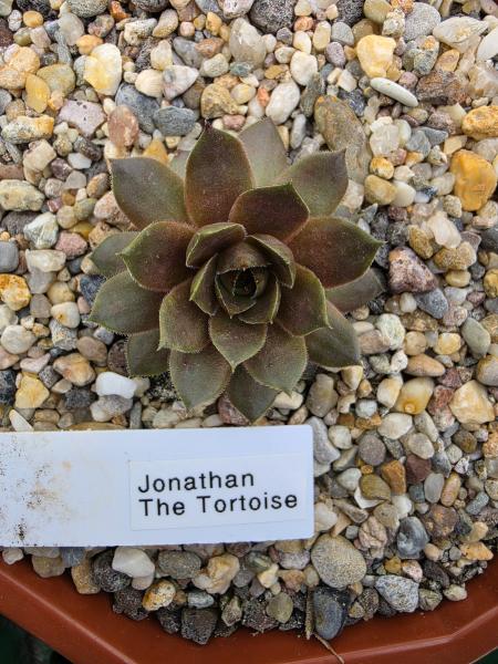 Jonathan The Tortoise