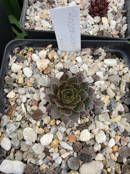 Rosenzobels Rotkehlchen